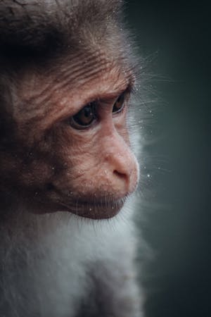 sad monkey